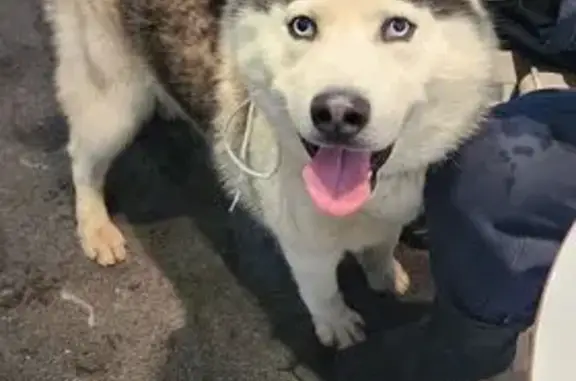 Найдена собака, Москва, фото: Найдена собака, Власова 37 к3, Москва