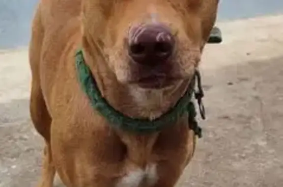 Пропала собака, улица Ушакова, 12