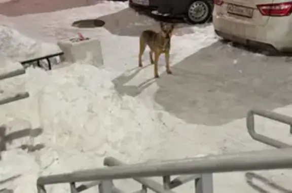 Найдена собака, Оренбург, фото: Собака найдена: Салмышская 47, Оренбург