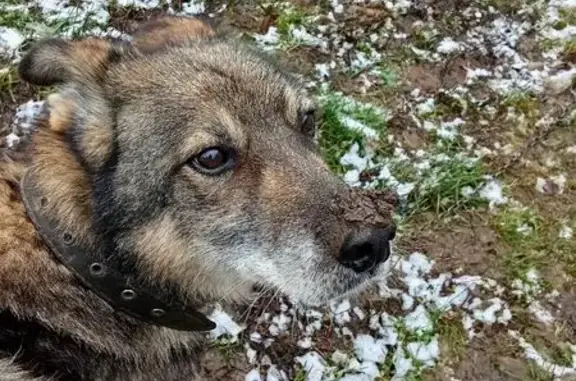 Пропала собака, Парковая ул., Тейково