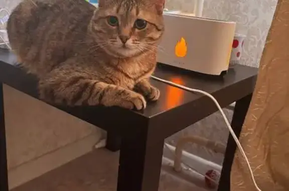 Пропала кошка, ул. Глушко, 31, Казань