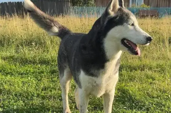 Пропала собака, ул. Ленина, Долгий Мост