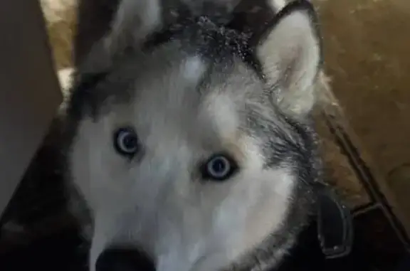 Пропала собака, ул. Мира, 1, Солнечное