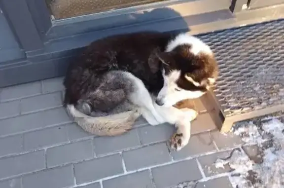 Найдена собака, Тула, фото: Найдена хаски, Самоварная ул., 21, Тула