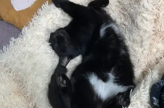 Пропала черная кошка, ул. Нахимова, ДНР