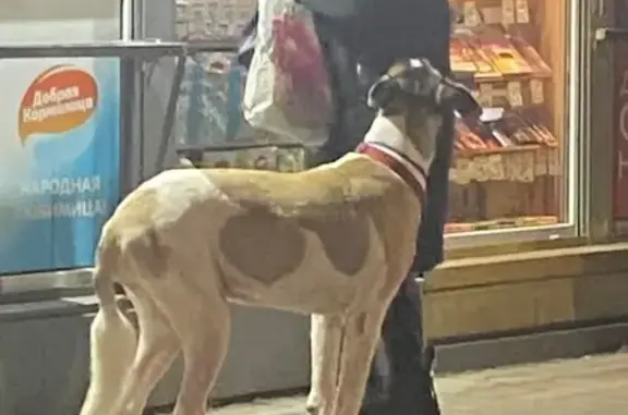 Найдена собака, Калининград, фото: Собака найдена на Киевской, 80, Калининград