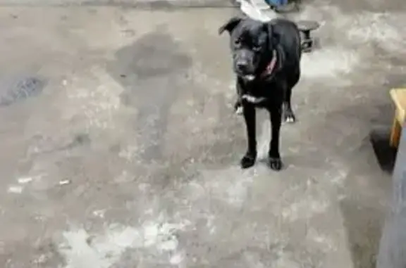 Найдена собака, Люберцы, фото: Найдена собака, Люберцы, Хлебозаводской 9