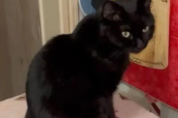 Пропала кошка Багира, Бригадиров 29, Екб