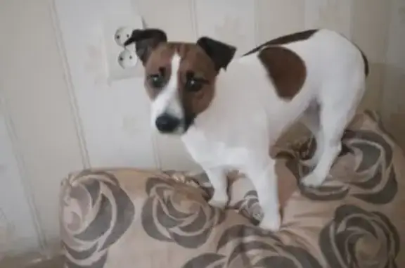 Найдена собака, Ухта, фото: Собака найдена, ул. Чернова 25А, Ухта