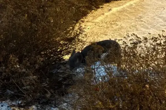 Найдена кошка, Мытищи, фото: Кошка найдена около театра Огниво, Мытищи