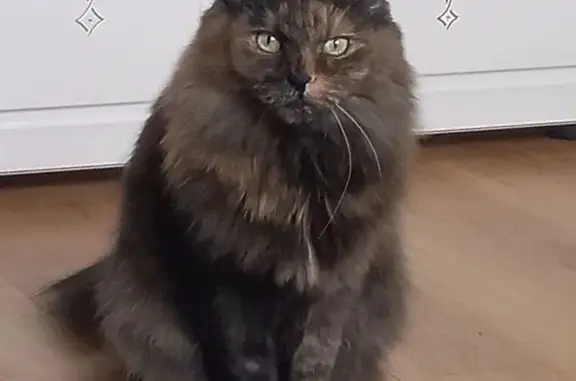 Пропала кошка, ул. П. Кондратенко, НСК