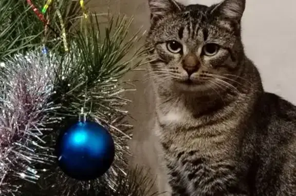 Пропал кот Маркиз, Заречная ул., Городище