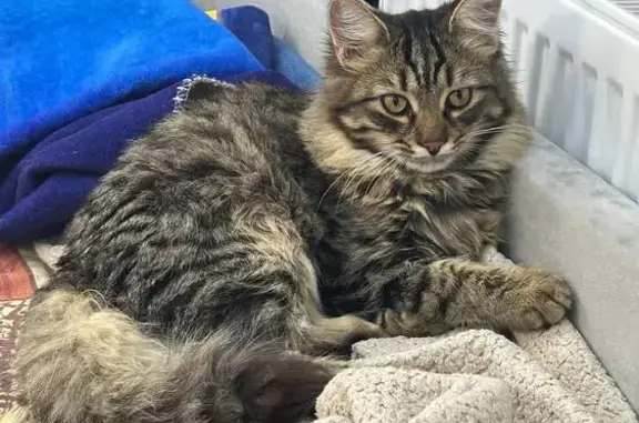 Кошки потеряшки, Таганрог, фото: Потеряшка кошка, 4-й Линейный проезд, 120