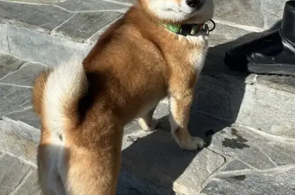 Пропала собака, 2-й Кустанайский пр., 2