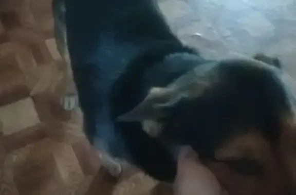 Пропала собака на Пархоменко, 112, Н. Тагил