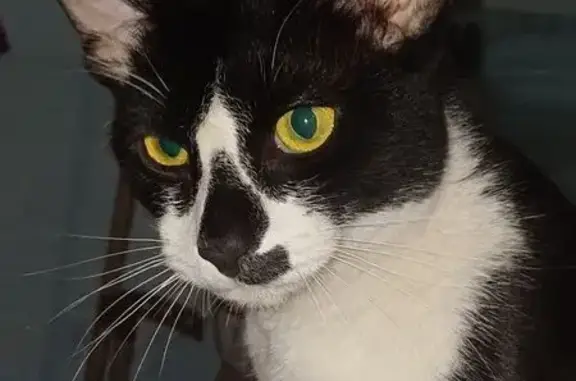 Кошки потеряшки, Чита, фото: Потеряшка кошка, Староивановская ул., Чита