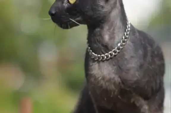 Пропала кошка в Карелии