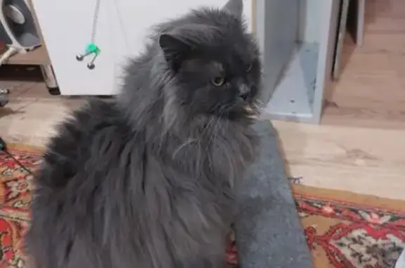 Найдена кошка, Тверь, фото: Кот найден на ул. А.Завидова, 36, Тверь