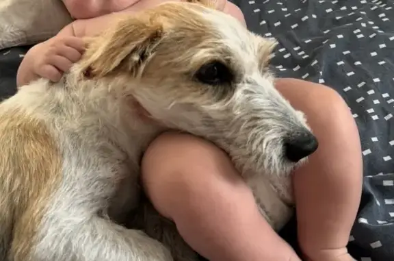 Пропала собака, ул. Толстикова, 15/2