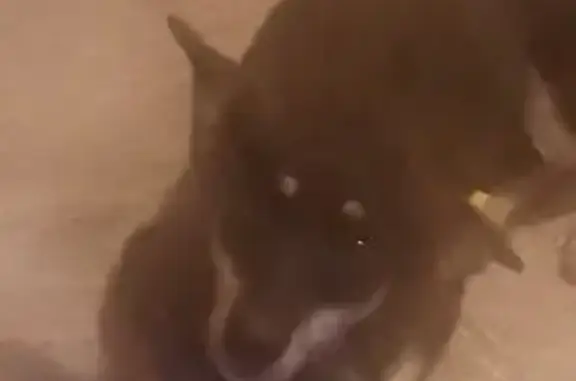 Пропала собака, ул. Рихарда Зорге, 11