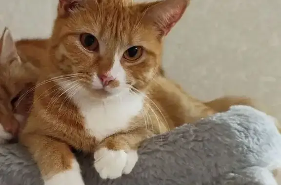 Пропала кошка, Тверь