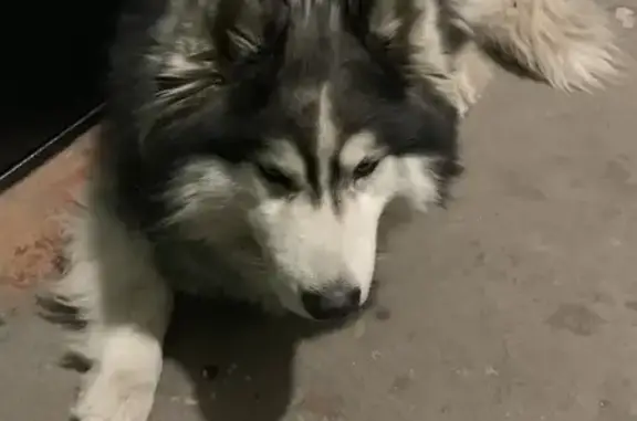 Найдена собака, Липецк, фото: Найдена собака, ул. Космонавтов, 32