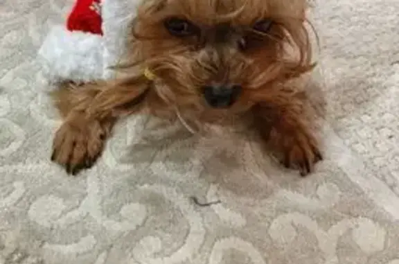 Собаки потеряшки, Балаково, фото: Потеряшка собака у 6 поликлиники, Балаково