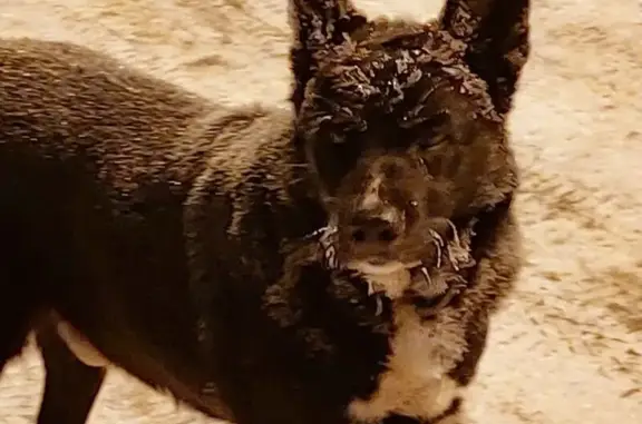 Найдена собака, Тверь, фото: Собака найдена: ул. Красного Октября, 122