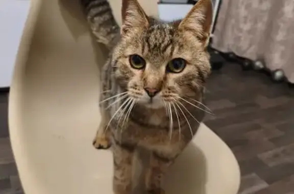 Найдена кошка, Ярославль, фото: Найдена кошка, Ярославль, ул. Труфанова 30 к1