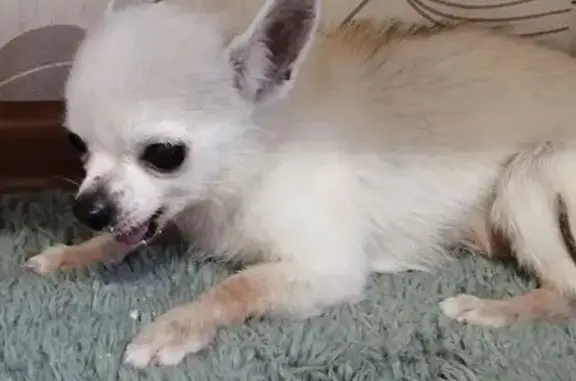 Найдена собака, Альметьевск, фото: Найдена собака, ул. Кирова, 7, Альметьевск