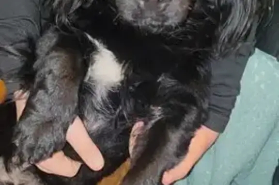 Найдена собака, Новороссийск, фото: Собака найдена на набережной, Новороссийск