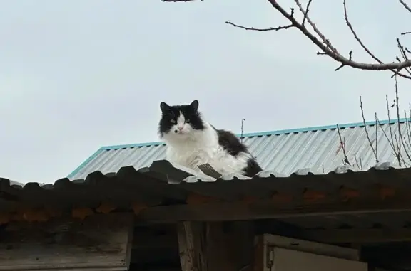 Пропала кошка, 1-й Сенной пер., 11, Астрахань