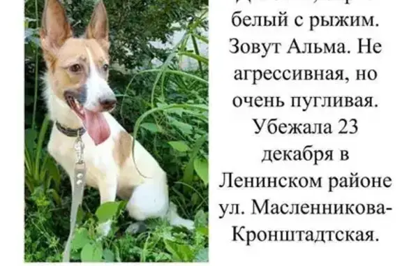 Пропала собака, Кронштадтская, Челябинск