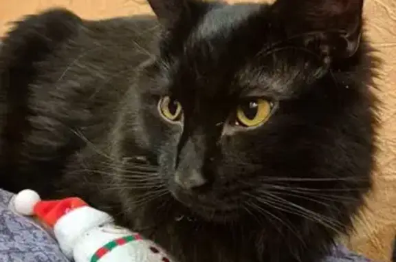 Пропала кошка, Курск, Студенческая 18