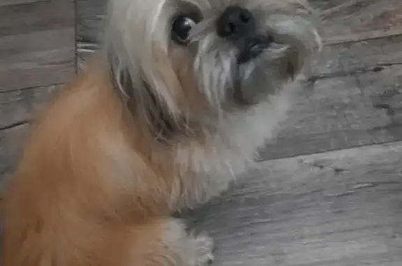 Добрый к людям идёт на шее ешейник.