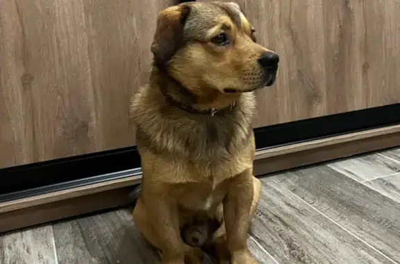 Пропала собака, ул. Агрохимиков 9, Княгинино