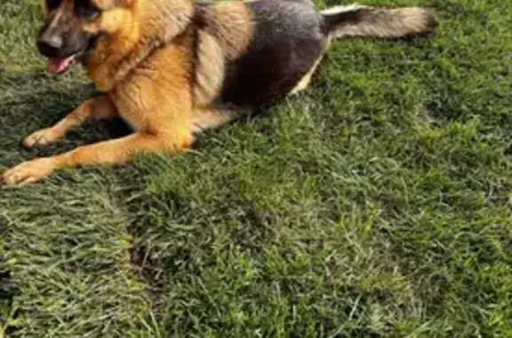 Пропала собака, ул. Челюскина, 117А