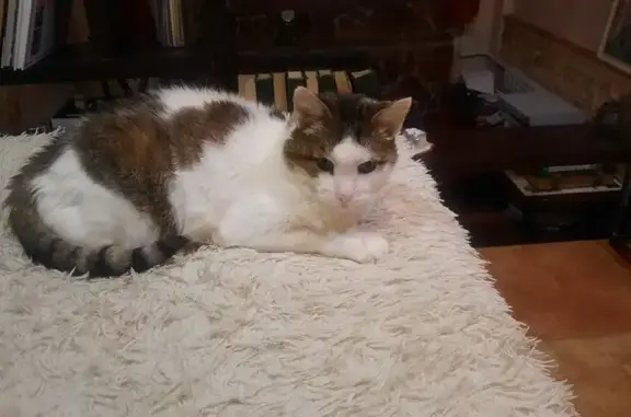 Найдена кошка, Калуга, фото: Кошка найдена: пл. Старый Торг, 2, Калуга