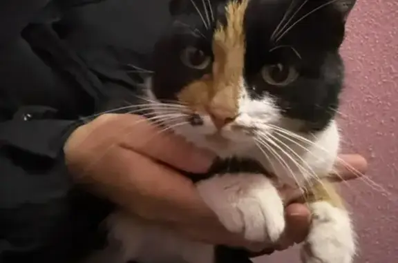 Найдена кошка, Ставрополь, фото: Кошка найдена на Тухачевского, 21/1, Ставрополь