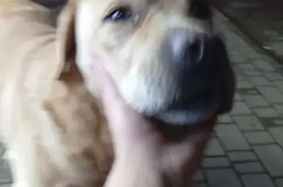 Лабрадор у магазина КБ, Айвазовского 14