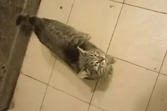 Найдена кошка, Пенза, фото: Кошка найдена: ул. Клары Цеткин, 69