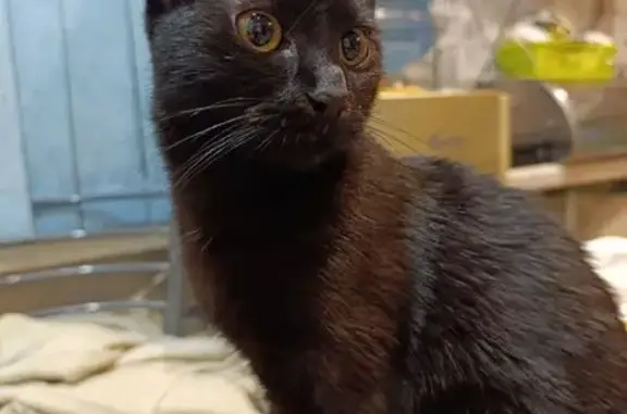 Пропала кошка, Приморское шоссе 272