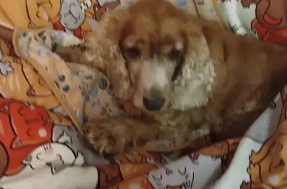 Найдена собака, Саранск, фото: Собака найдена на Энгельса, 5, Саранск