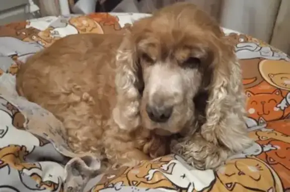 Найдена собака, Саранск, фото: Спаниель найден: ул. Розы Люксембург, 12