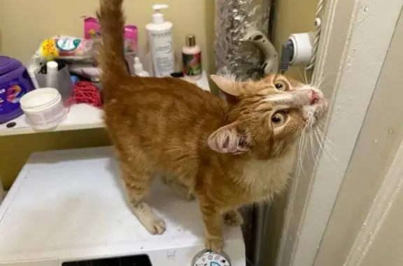 Найдена кошка, Санкт-Петербург, фото: Кошка найдена: Тепловозная ул., СПб