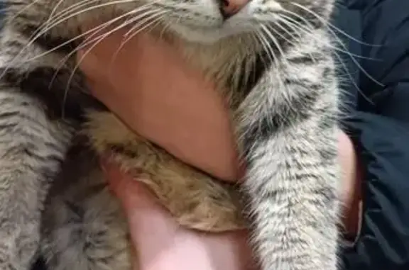 Кот, похоже не кастрированный, упитанный и ухоженный. Оказался в 4 подъезде на лестнице.