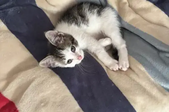 Пропала кошка, Лётная ул., Тосно