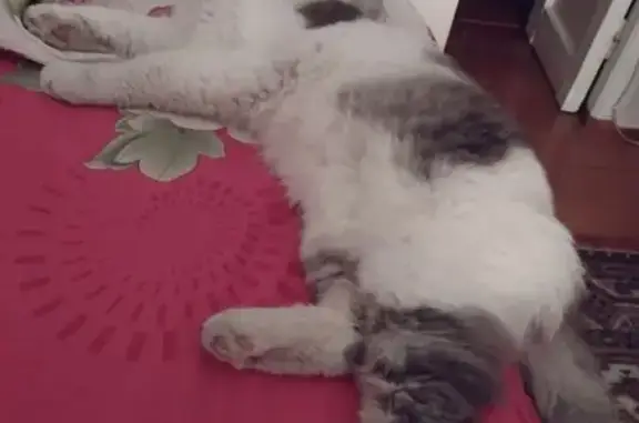 Пропала кошка, Некрасовское ш., 167, Кострома