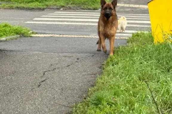 Найдены собаки на Болотникова, 12, Краснодар