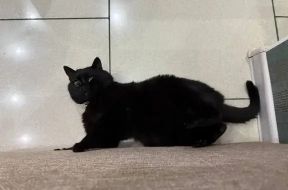 Кошки потеряшки, Новопавловск, фото: Потеряшка кошка, Комсомольская ул., Новопавловск